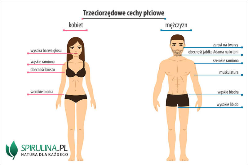 Trzeciorz Dowe Cechy P Ciowe Algi Spirulina I Chlorella