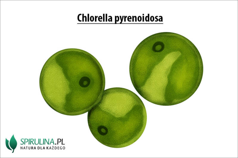 Chlorella Pyrenoidosa Algi Spirulina I Chlorella