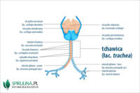 Tchawica Algi Spirulina I Chlorella