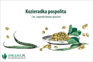 Kozieradka