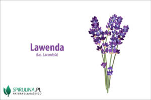 Lawenda