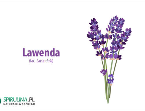 Lawenda