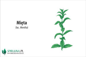 Mięta (łac. Mentha)