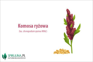 Komosa ryżowa