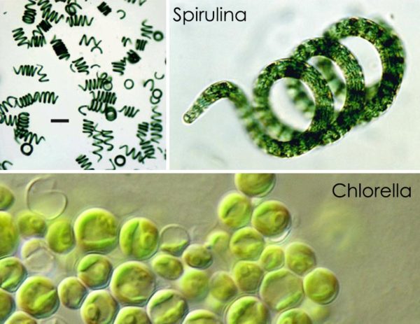 Spirulina I Chlorella Z Rozerwaną ścianą Komórkową Algi Spirulina I Chlorella 7062