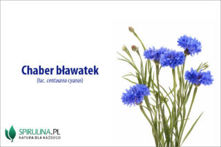 Chaber bławatek