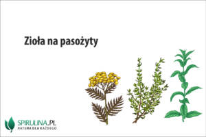 Zioła na pasożyty