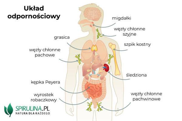 Układ Odpornościowy Algi Spirulina I Chlorella 4254