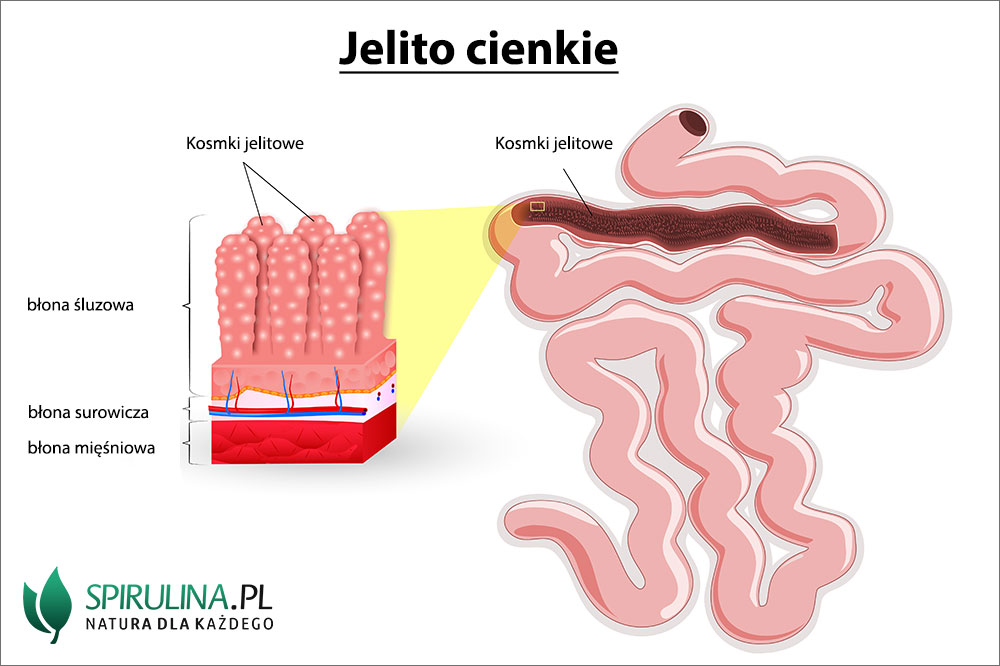 Jelito Cienkie Algi Spirulina I Chlorella 0745
