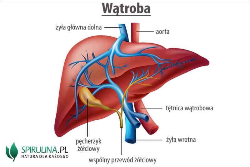 Wątroba - algi Spirulina i Chlorella