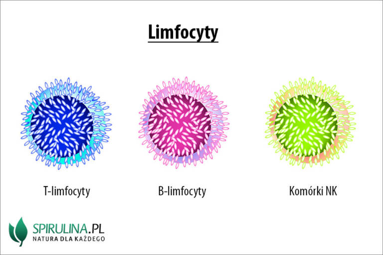 Limfocyty - Algi Spirulina I Chlorella