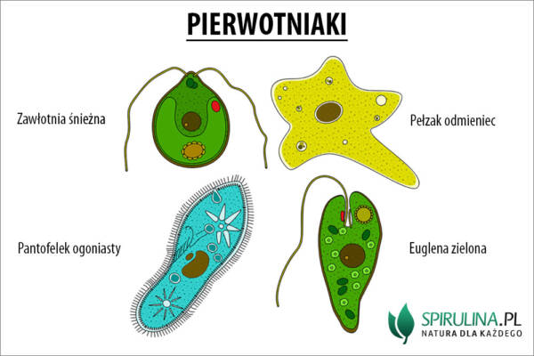 Pierwotniaki Algi Spirulina I Chlorella 8301