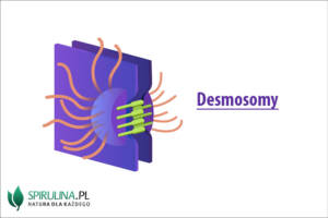 Desmosomy