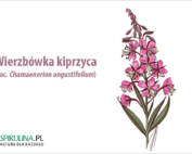 Wierzbówka kiprzyca