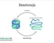 Denaturacja