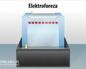 Elektorforeza