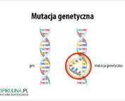 Mutacja genetyczna