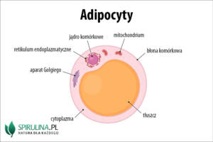 apidocyty