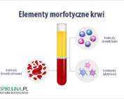 Elementy morfotyczne krwi