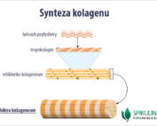 Włókna kolagenowe