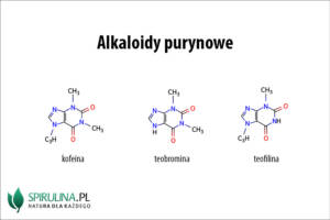 Alkaloidy purynowe