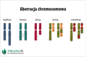 Aberracja chromosomowa