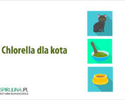 Chlorella dla kota