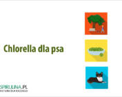 Chlorella dla psa