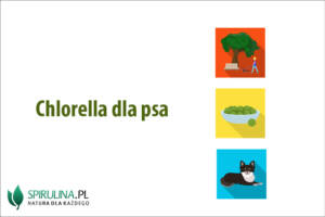 Chlorella dla psa