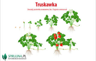 Truskawka