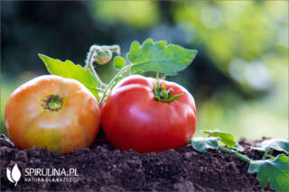 Czym nawozić pomidory?