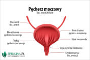 Pęcherz moczowy