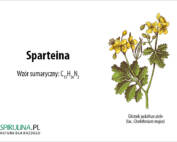 sparteina