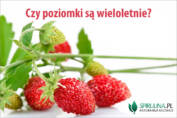 Czy poziomki są wieloletnie?