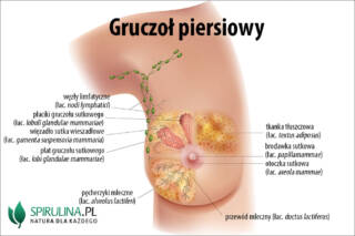 Gruczoł piersiowy