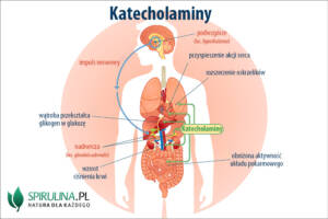 Katecholaminy