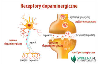 Receptory dopaminergiczne