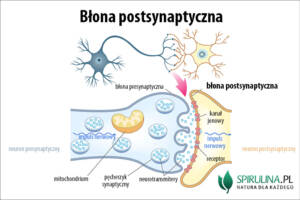 Błona postsynaptyczna