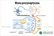 Błona presynaptyczna