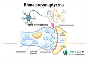 Błona presynaptyczna