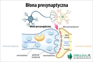 Błona presynaptyczna