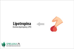 Lipotropina