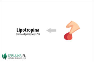 Lipotropina