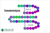 Somatostatyna