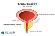 Gruczoł krokowy