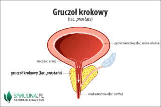 Gruczoł krokowy