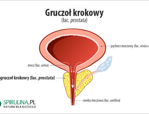 Gruczoł krokowy