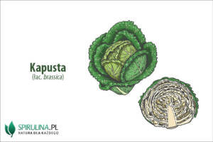 kapusta