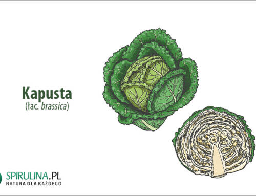 Kapusta