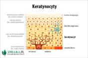 Keratynocyty